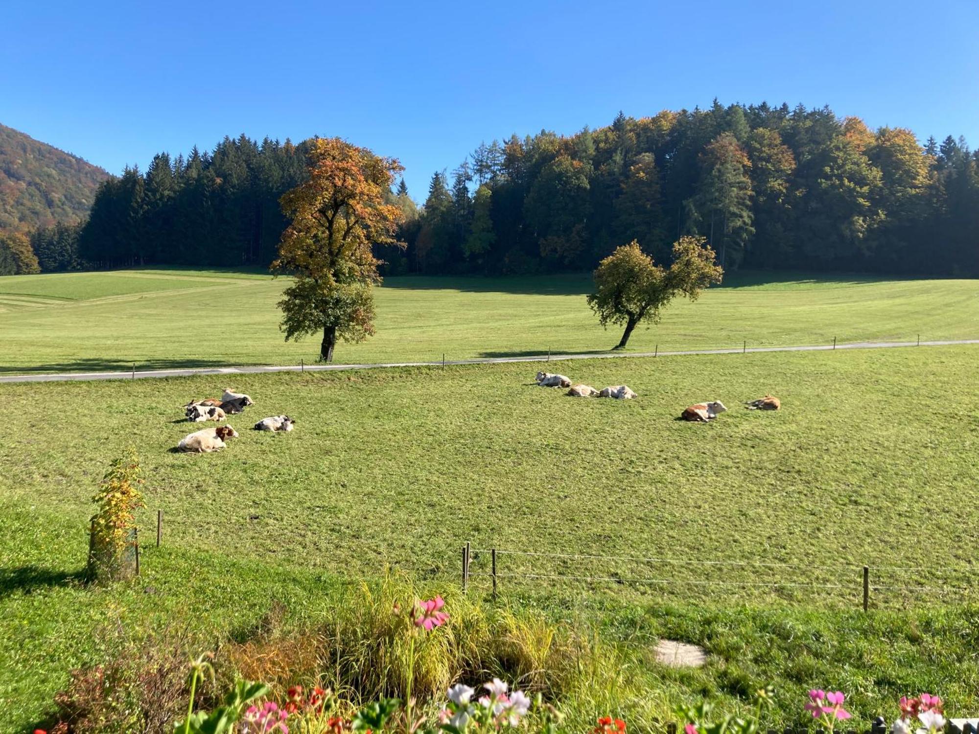 Ferienwohnung Obereggut Hof bei Salzburg Exterior foto